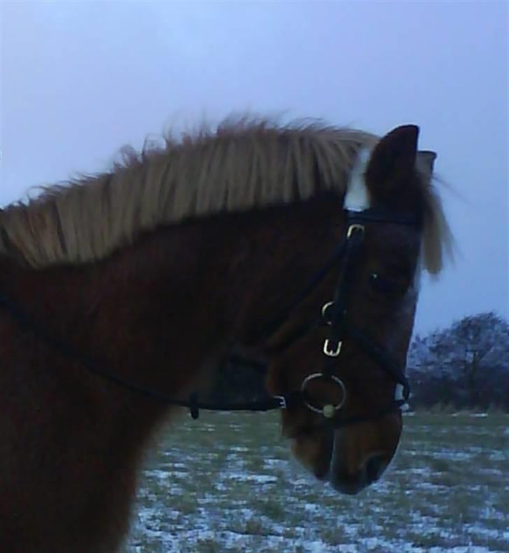 Anden særlig race Steffengårdens Nanny - //13 Vinter 2010 :-) billede 13