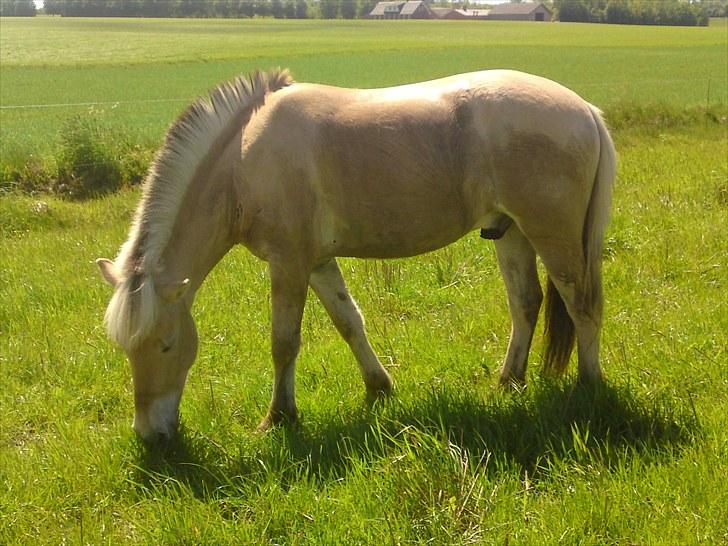 Fjordhest Valdemar (simba) billede 5