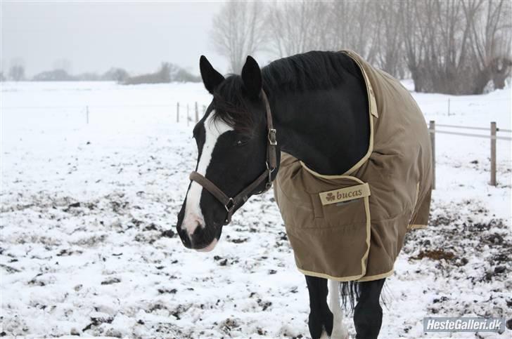 Dansk Varmblod Antino billede 7