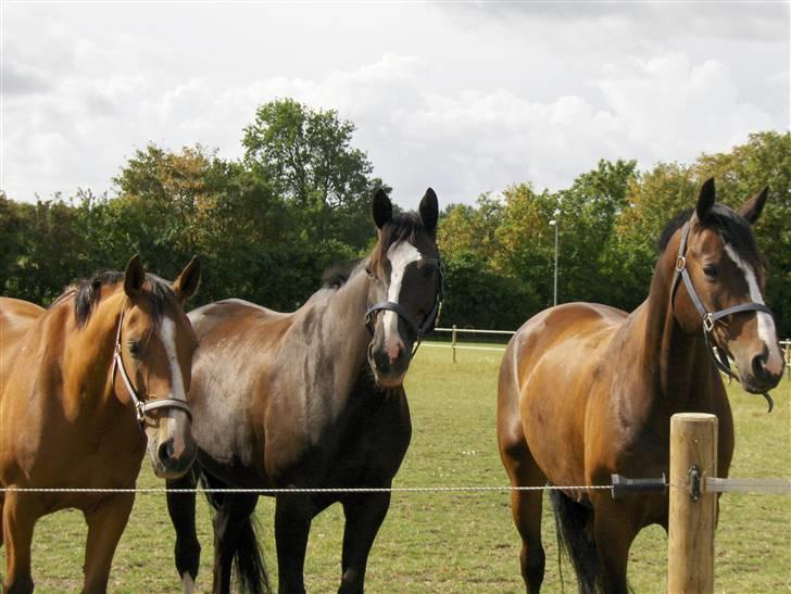 Dansk Varmblod Antino - landanos, antino og walentino billede 8