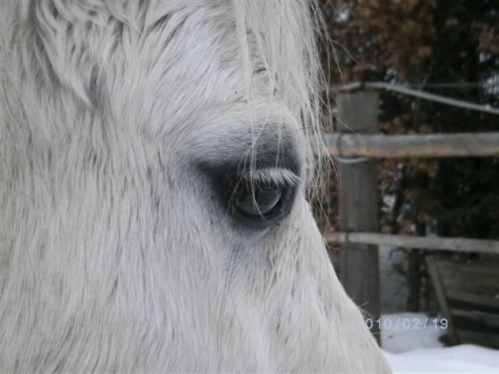 Welsh Mountain (sec A) Gribsvads Nielaus - Han øje, ikke redigeret ´(;<´3 billede 10