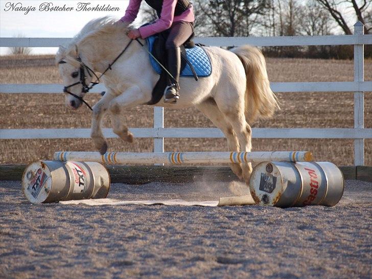 Welsh Mountain (sec A) Gribsvads Nielaus - Taget af Natasja B. billede 12