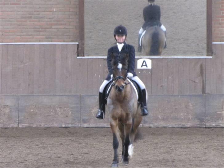 Anden særlig race Dyrkærgårds Atlantis - LD1 stævne 28 feb. struer. fotograf mor billede 9