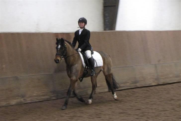 Anden særlig race Dyrkærgårds Atlantis - LD1 stævne 28 feb. struer. fotograf mor billede 10