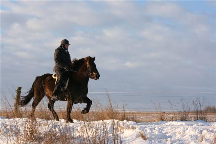 Islænder valva fra ulfsstödum - Barbara og valva tölt :D billede 12