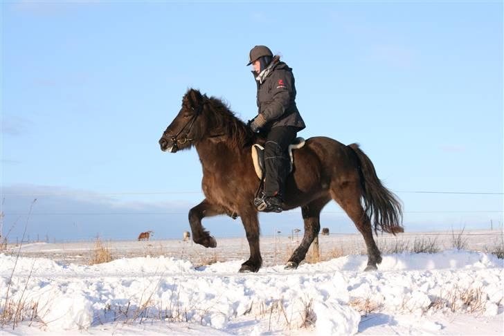 Islænder valva fra ulfsstödum - Valva og barbara tölt  billede 13