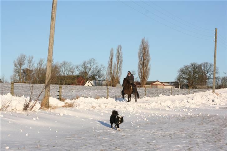Islænder valva fra ulfsstödum billede 15
