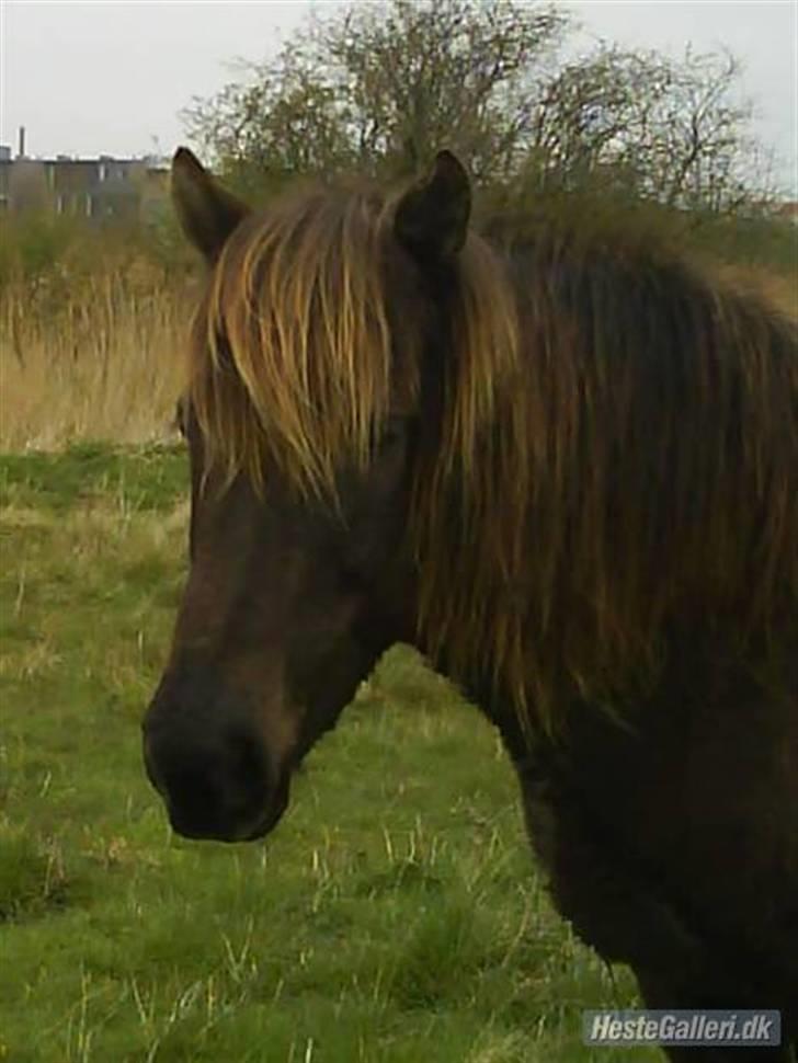 Islænder valva fra ulfsstödum billede 17