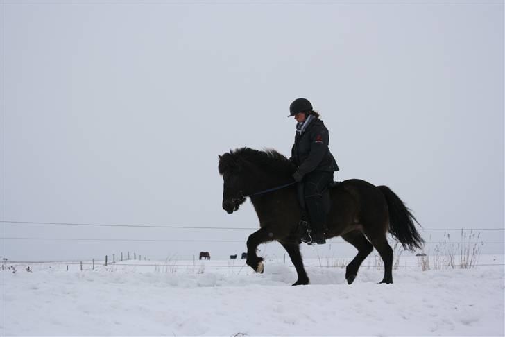 Islænder valva fra ulfsstödum - trav ... <3 billede 18