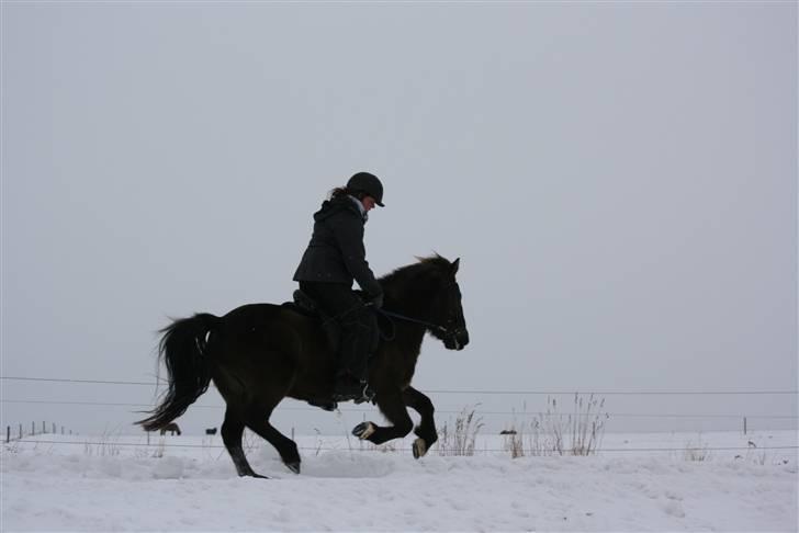 Islænder valva fra ulfsstödum - Galop ;D billede 19