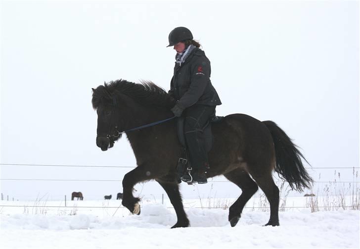 Islænder valva fra ulfsstödum billede 20