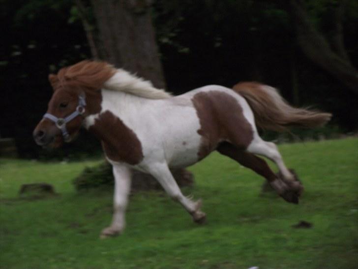 Miniature *Prins mini bob * <3 d; - Lille vildbasse :O)  billede 3