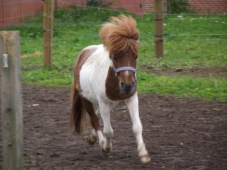 Miniature *Prins mini bob * <3 d; - heheh du er en dejlig lille hest ! :) billede 4