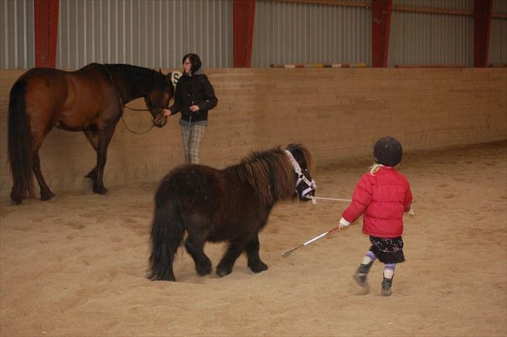 Anden særlig race Ferdinan billede 8