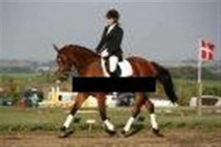 Dansk Varmblod Shakira *SOLGT* - Her er hun som 4 års til vores første stævne.. billede 10