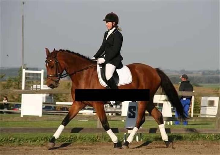 Dansk Varmblod Shakira *SOLGT* billede 11