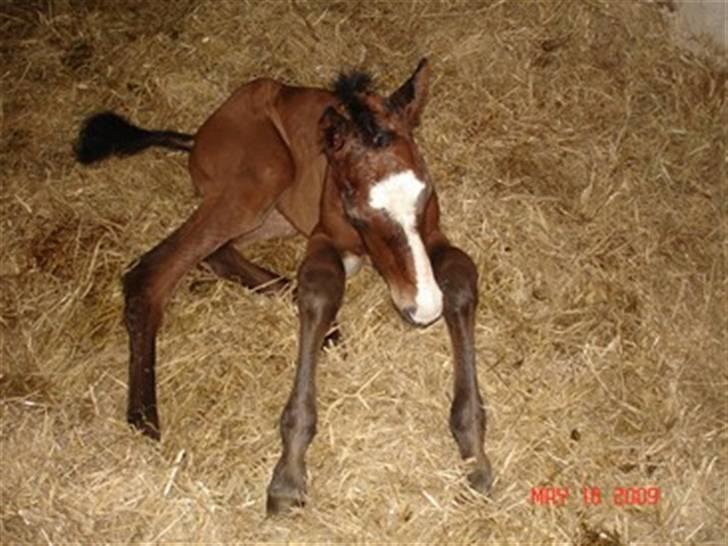 Dansk Varmblod Svanegaardens Zachdroneur - Zack ½ time gammel. Nuuhh billede 1