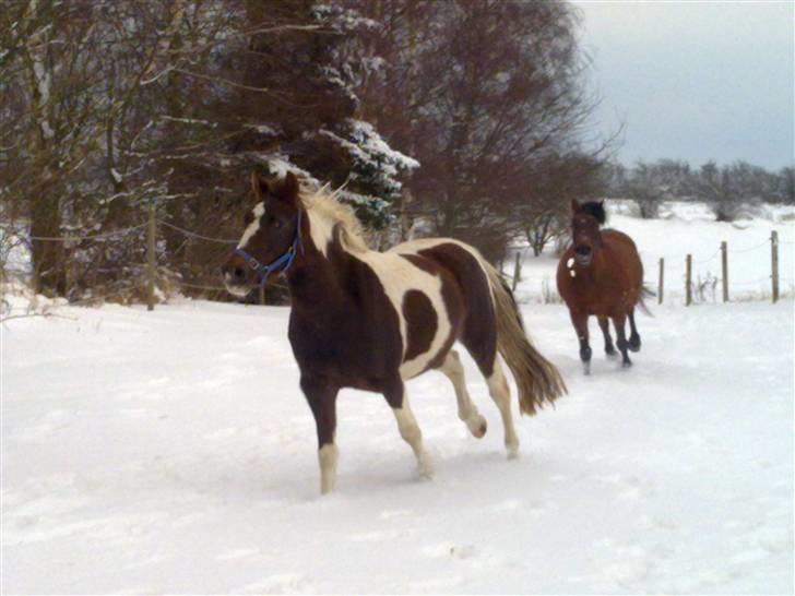 Pinto Angeliqe billede 15