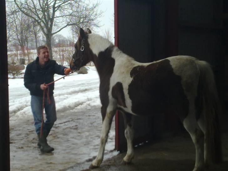 Pinto Angeliqe billede 16