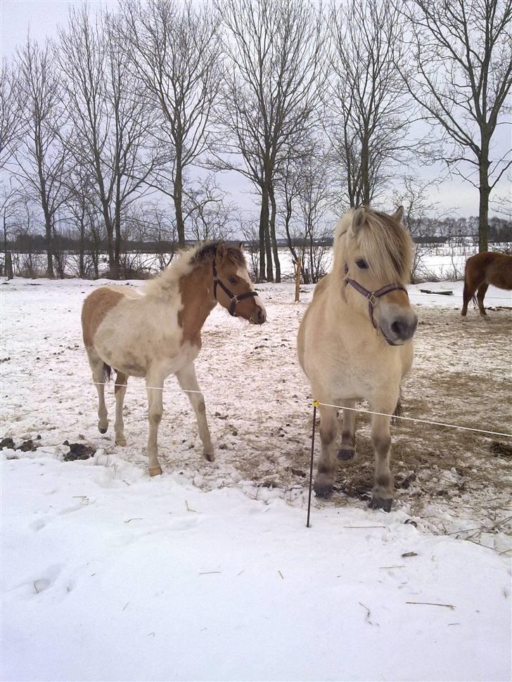 Anden særlig race Flying Dancer-aflivet ),: billede 6