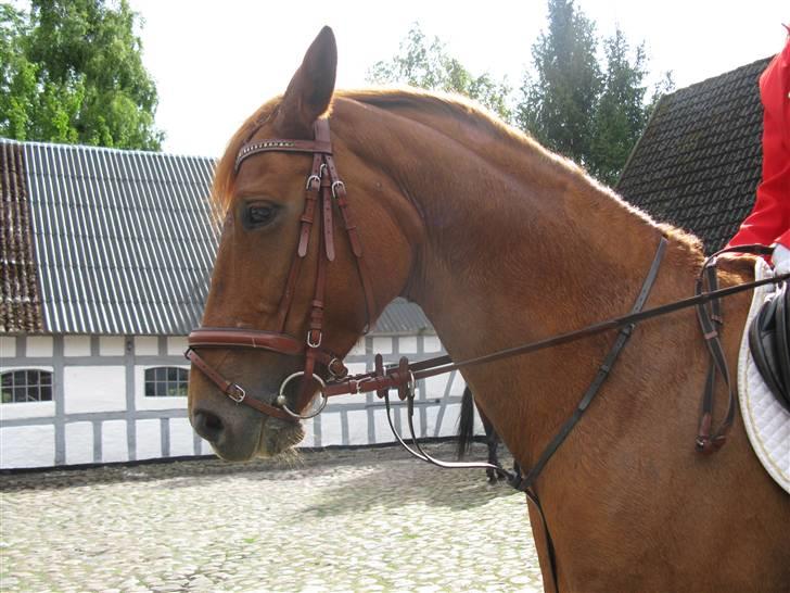 Palomino Kandiz - Kandiz på jagt  billede 1