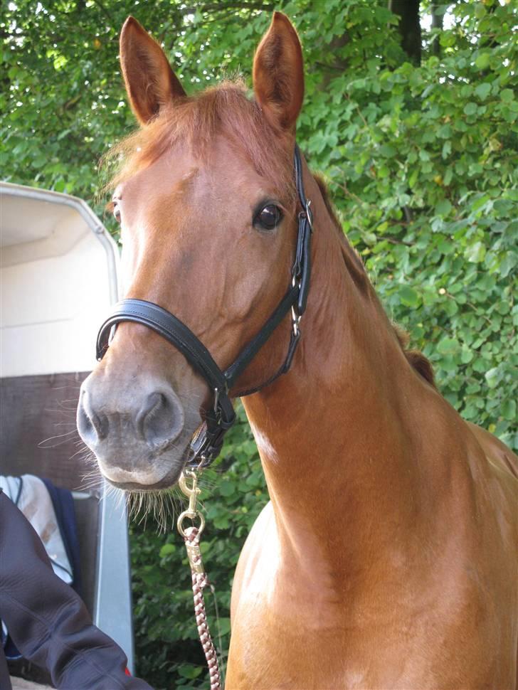 Palomino Kandiz - Kandiz i tommerup billede 2