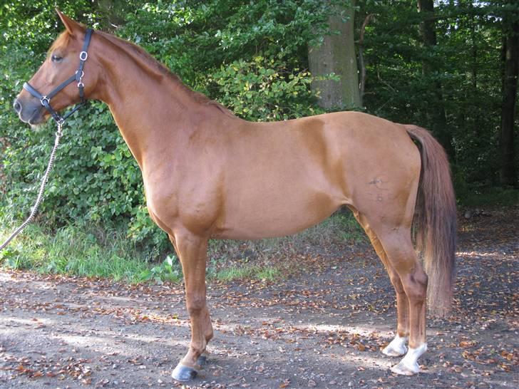 Palomino Kandiz - Kandiz billede 3