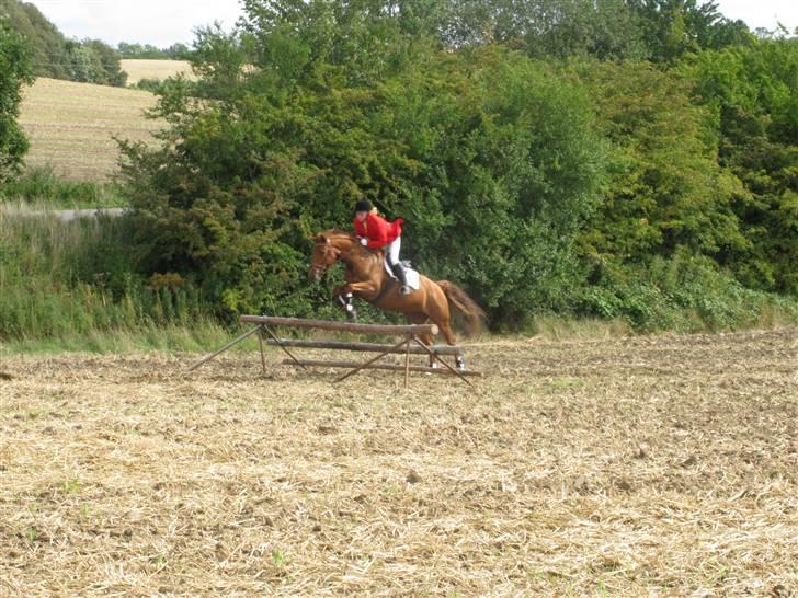 Palomino Kandiz - Kandiz der springer billede 4