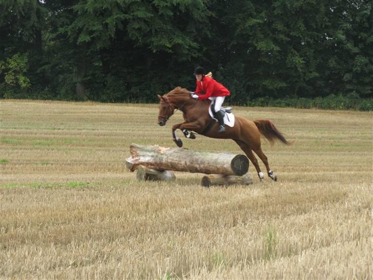 Palomino Kandiz - Kandiz der springer igen  billede 5