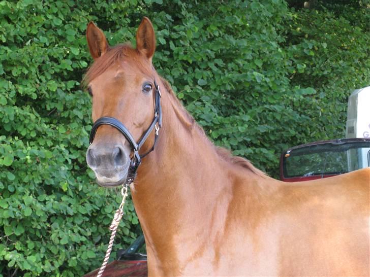 Palomino Kandiz - Kandiz billede 6