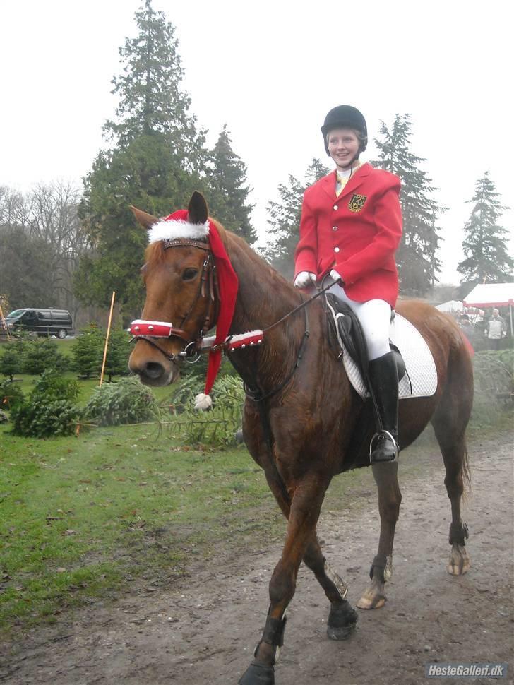 Palomino Kandiz - kandiz på julejagt billede 7