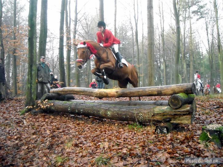 Palomino Kandiz - Kandiz<3 Taget af : Kathrine Frosted billede 8