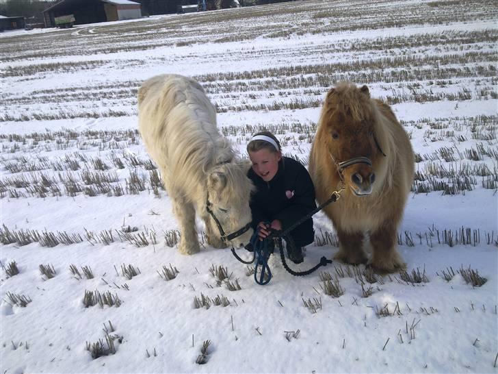 Shetlænder alberto(=*berto*<33 - vi hygger )(et par timer inden klaus døde)foto:mor taak billede 1
