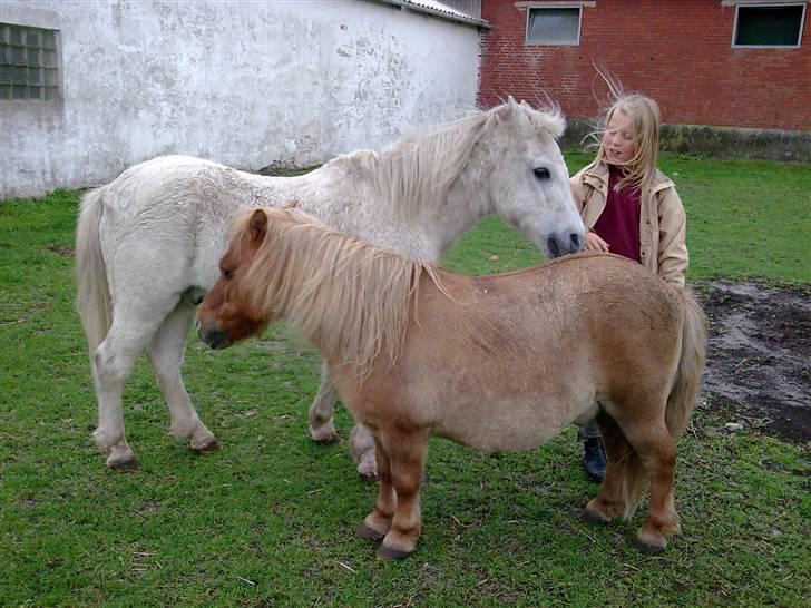 Shetlænder alberto(=*berto*<33 - de har lige gnuppet foto:moar billede 2