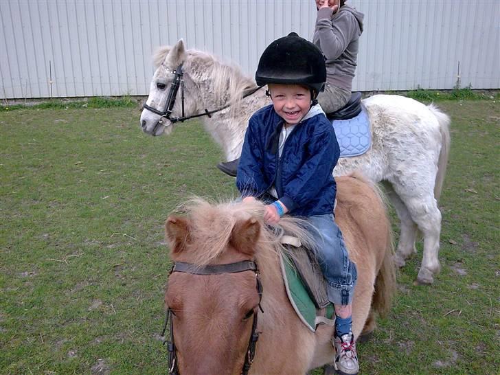 Shetlænder alberto(=*berto*<33 - lille oskar på berto foto:mor billede 3