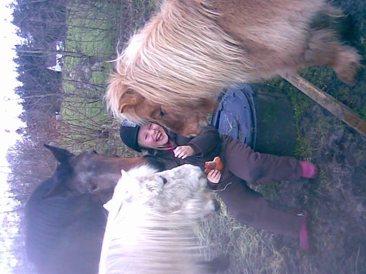 Shetlænder alberto(=*berto*<33 - overfaldet=D foto: mor billede 5