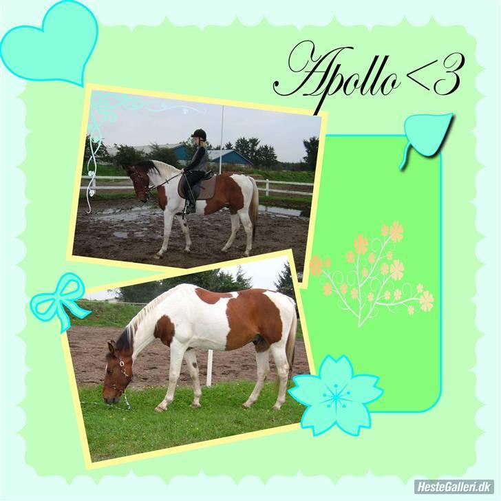 Pinto Apollo - velkommen til Apollos profil :D billede lavet af Sara G...<3 billede 1