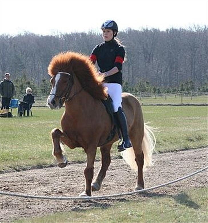 Islænder Sævar från Musö - hurtig tølt til dsu fik bla 7 for den (; <3 foto : Anna Hjort Larsen billede 15