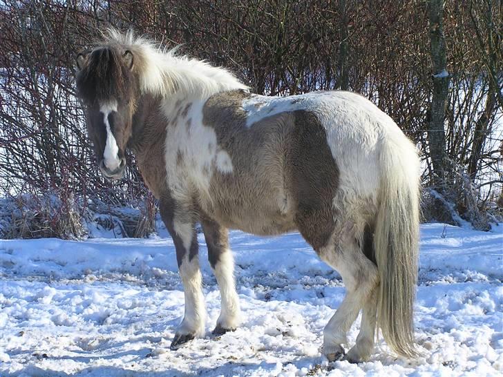 Islænder Rindur fra macusminde billede 2