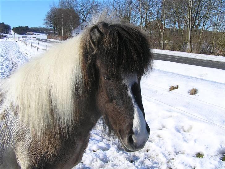 Islænder Rindur fra macusminde - første gang jeg så dig så jeg en tyk bamse men forelskede mig i dig ved første blik og viste at det skulle være dig for du er en tyv for du stjal mit hjerte og  det kan jeg græde over for jeg elsker  dig<3<3<3<3 billede 1