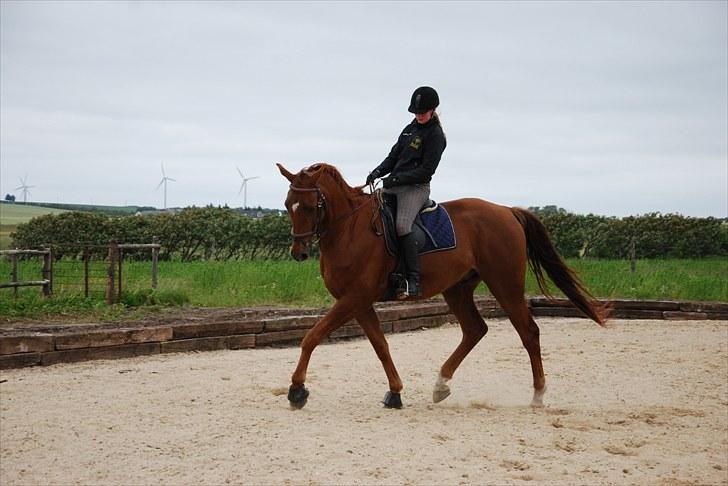 Dansk Varmblod Rønbjergs Zamir - sidste træning d. 24 juli på Stald Rønbjreg :´) foto: Anita Rasmussen billede 2