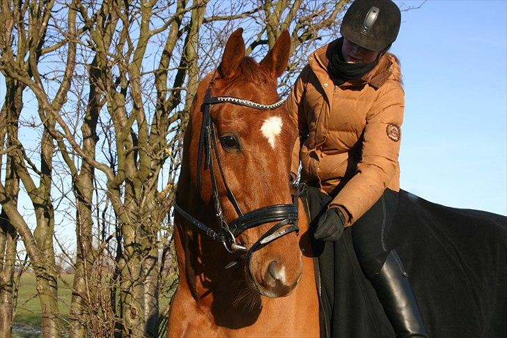 Dansk Varmblod Rønbjergs Zamir - januar 2011 billede 3