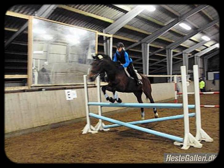 Hollandsk Varmblod Orlando "Olle" -maria billede 19