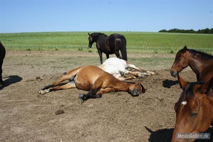 Tysk Sportspony Miré *Solgt* - Sommer 09 - ZzzzZ en tidlig morgen *ss* billede 14