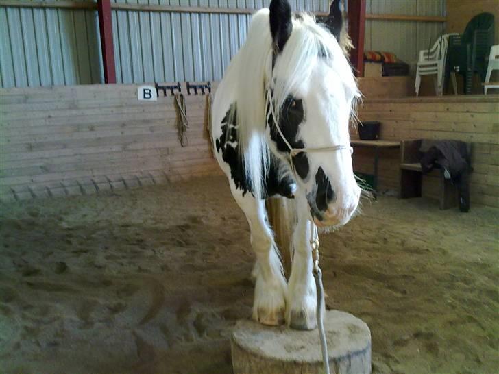 Tinker Nikitta <3 - på ridelejren i 2009
-paradisgaarden.
Elsker dig Nikitta <3 billede 2