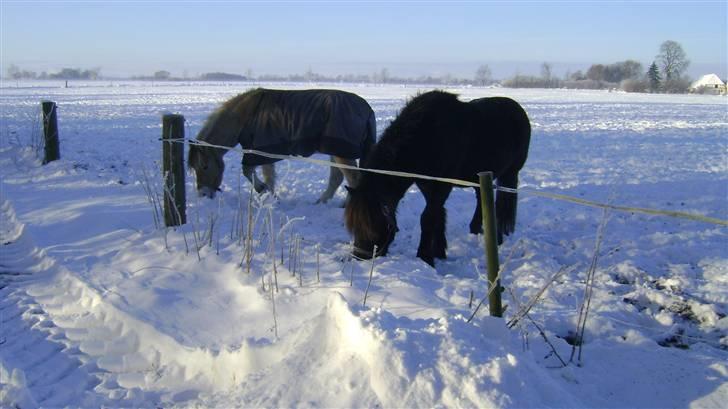 Fjordhest Emil billede 18