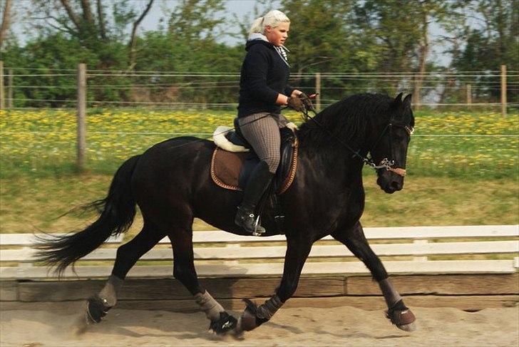 Frieser • MENTHA DE V. • HIMMELHEST <3 - Dressurtræning med hackamore. Så dygtig hun er blevet! foto: Nina <3 billede 17