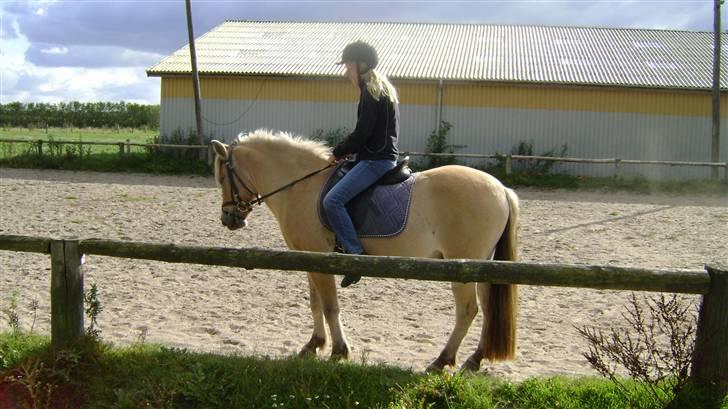 Fjordhest Emil billede 19