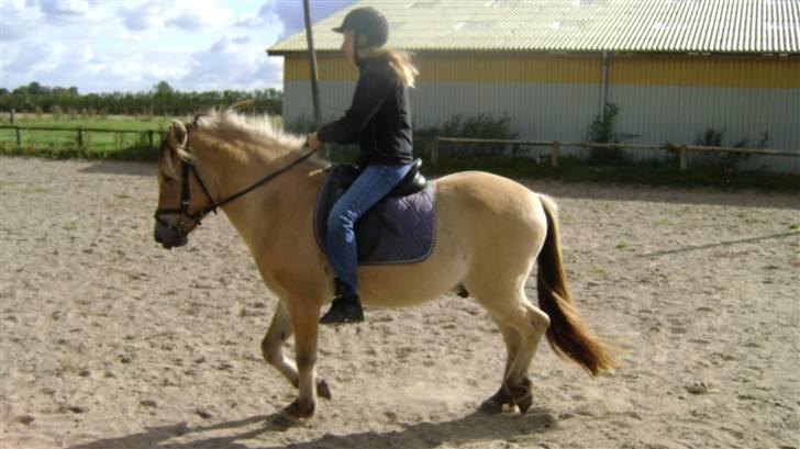 Fjordhest Emil billede 20