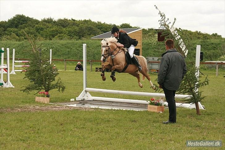 Palomino - Silver (B-PONY) [Tidl. hest] - 3) billede 3